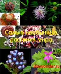 Удивительное рядом: самые необычные растения мира - Минеев Александр